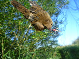 Foto von der Vogelberingungsaktion in Coldam