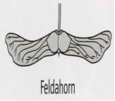 Feldahorn