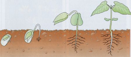 Wachstum einer Gartenbohne