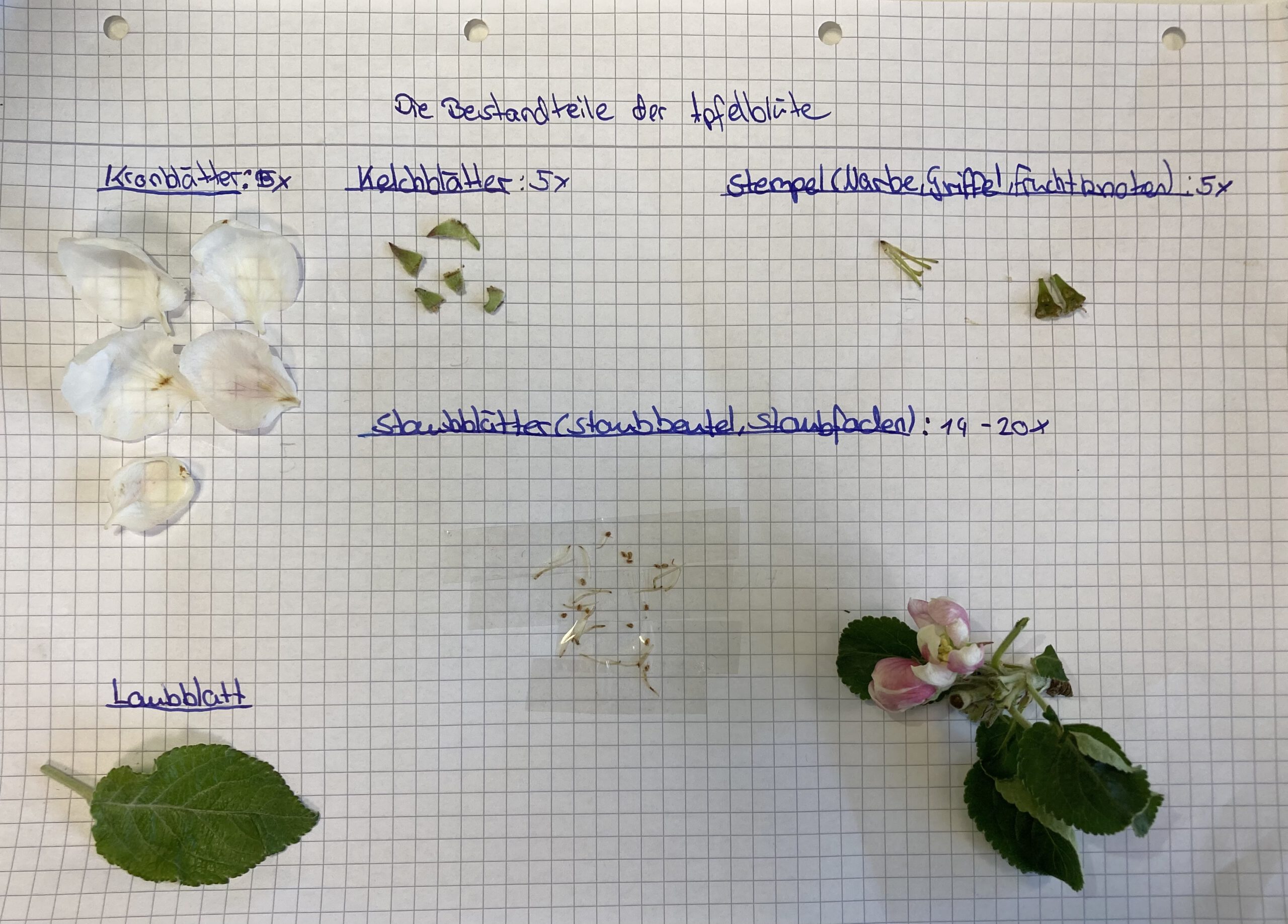 Frühlingsforscher am Werk: Sechstklässler untersuchen Apfelblüten im Biologieunterricht