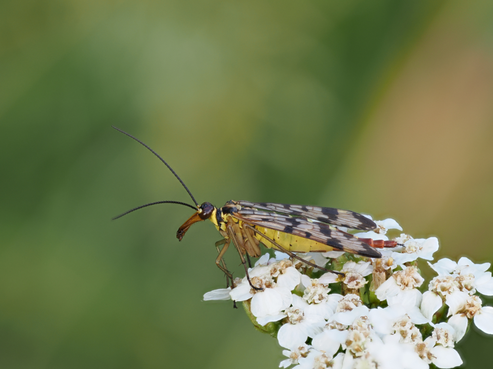 Biologie AG startet Bioblitz im Westerhammrich