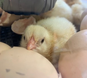 Küken am TGG – UPDATE!
